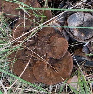 Sanguinoderma rude at Murrumbateman, NSW - 27 May 2021