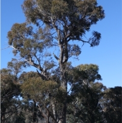 Unidentified Gum Tree at Rendezvous Creek, ACT - 22 May 2021 by jbromilow50