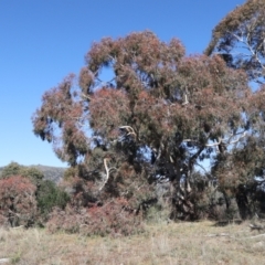 Eucalyptus melliodora (Yellow Box) at Rendezvous Creek, ACT - 22 May 2021 by jb2602