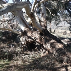 Eucalyptus melliodora at Rendezvous Creek, ACT - 22 May 2021