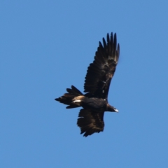 Aquila audax (Wedge-tailed Eagle) at Williamsdale, NSW - 22 May 2021 by jb2602