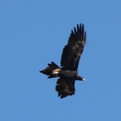 Aquila audax (Wedge-tailed Eagle) at Williamsdale, NSW - 22 May 2021 by jbromilow50