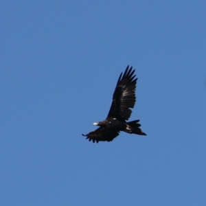 Aquila audax at Williamsdale, NSW - 22 May 2021 12:17 PM