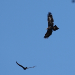 Aquila audax at Williamsdale, NSW - 22 May 2021 12:17 PM