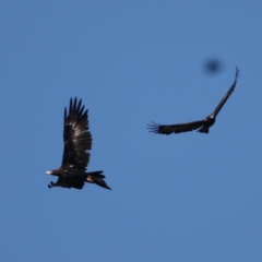 Aquila audax at Williamsdale, NSW - 22 May 2021 12:17 PM