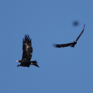 Aquila audax at Williamsdale, NSW - 22 May 2021