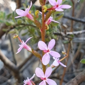 Stylidium graminifolium at Holt, ACT - 21 May 2021