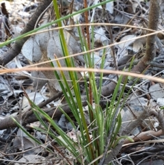 Stylidium graminifolium at Holt, ACT - 21 May 2021