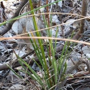 Stylidium graminifolium at Holt, ACT - 21 May 2021