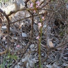 Stylidium graminifolium at Holt, ACT - 21 May 2021