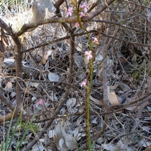 Stylidium graminifolium at Holt, ACT - 21 May 2021