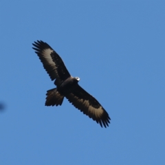 Aquila audax (Wedge-tailed Eagle) at Rendezvous Creek, ACT - 22 May 2021 by jbromilow50