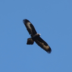 Aquila audax at Rendezvous Creek, ACT - 22 May 2021