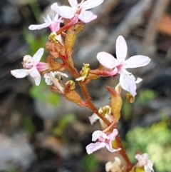 Stylidium graminifolium (Grass Triggerplant) at Aranda Bushland - 12 Jan 2021 by drakes