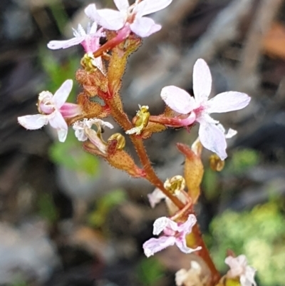 Stylidium graminifolium (Grass Triggerplant) at Aranda Bushland - 12 Jan 2021 by drakes