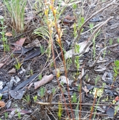 Stylidium graminifolium at Holt, ACT - 13 Jan 2021