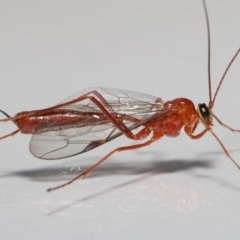 Ichneumonidae (family) (Unidentified ichneumon wasp) at Evatt, ACT - 22 May 2021 by TimL
