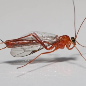 Ichneumonidae (family) at Evatt, ACT - 22 May 2021