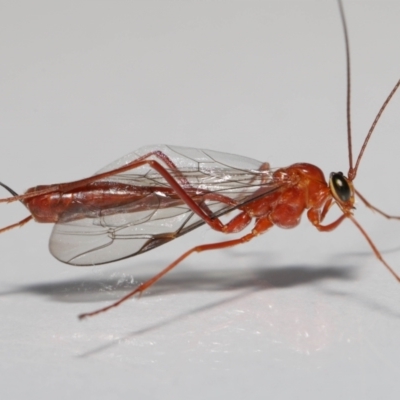 Ichneumonidae (family) (Unidentified ichneumon wasp) at Evatt, ACT - 22 May 2021 by TimL