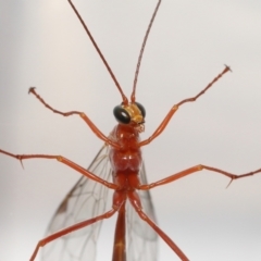 Ichneumonidae (family) at Evatt, ACT - 22 May 2021