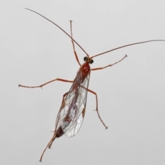 Ichneumonidae (family) at Evatt, ACT - 22 May 2021