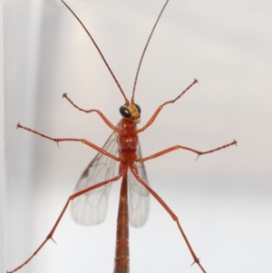 Ichneumonidae (family) at Evatt, ACT - 22 May 2021