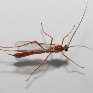 Ichneumonidae (family) at Evatt, ACT - 22 May 2021