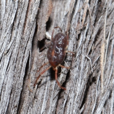 Rainbowia sp. (genus) (A mite) at ANBG - 14 May 2021 by TimL