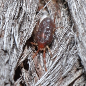 Rainbowia sp. (genus) at Downer, ACT - 14 May 2021