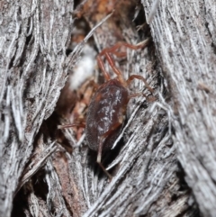 Rainbowia sp. (genus) at Downer, ACT - 14 May 2021