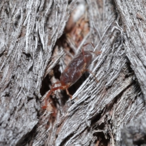 Rainbowia sp. (genus) at Downer, ACT - 14 May 2021