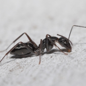 Camponotus nigroaeneus at Downer, ACT - 14 May 2021 12:28 PM