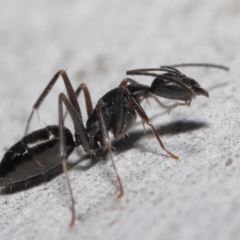 Camponotus nigroaeneus at Downer, ACT - 14 May 2021 12:28 PM