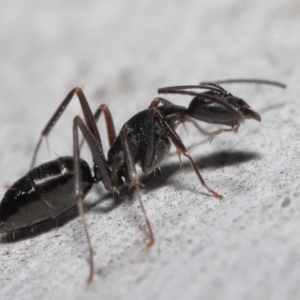 Camponotus nigroaeneus at Downer, ACT - 14 May 2021