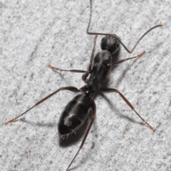 Camponotus nigroaeneus at Downer, ACT - 14 May 2021