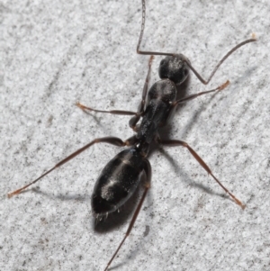 Camponotus nigroaeneus at Downer, ACT - 14 May 2021 12:28 PM