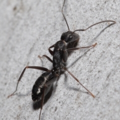 Camponotus nigroaeneus at Downer, ACT - 14 May 2021 12:28 PM