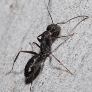 Camponotus nigroaeneus at Downer, ACT - 14 May 2021