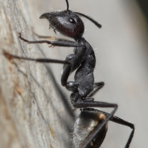 Camponotus suffusus at Downer, ACT - 18 May 2021 11:33 AM