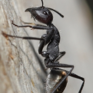 Camponotus suffusus at Downer, ACT - 18 May 2021