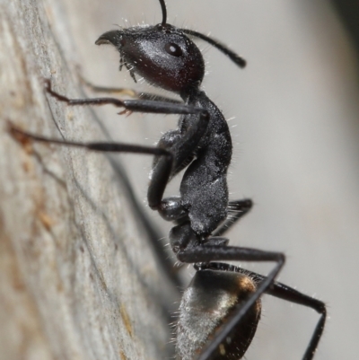 Camponotus suffusus (Golden-tailed sugar ant) at Downer, ACT - 18 May 2021 by TimL