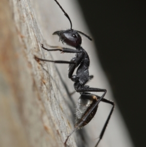 Camponotus suffusus at Downer, ACT - 18 May 2021 11:33 AM