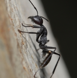 Camponotus suffusus at Downer, ACT - 18 May 2021