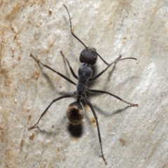 Camponotus suffusus at Downer, ACT - 18 May 2021 11:33 AM