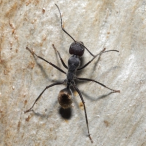 Camponotus suffusus at Downer, ACT - 18 May 2021