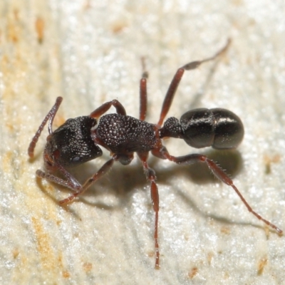 Rhytidoponera tasmaniensis at Downer, ACT - 18 May 2021 by TimL