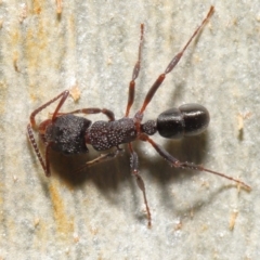 Rhytidoponera tasmaniensis at Downer, ACT - 18 May 2021 11:43 AM