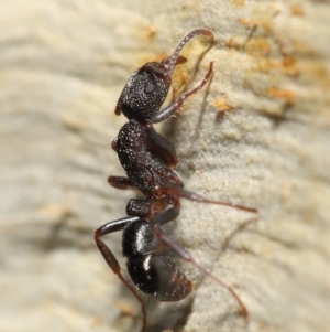 Rhytidoponera tasmaniensis at Downer, ACT - 18 May 2021 11:43 AM