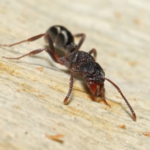 Rhytidoponera tasmaniensis at Downer, ACT - 18 May 2021 11:43 AM