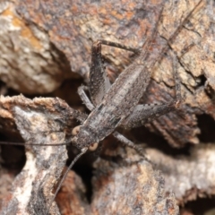 Eurepa marginipennis (Mottled bush cricket) at ANBG - 21 May 2021 by TimL